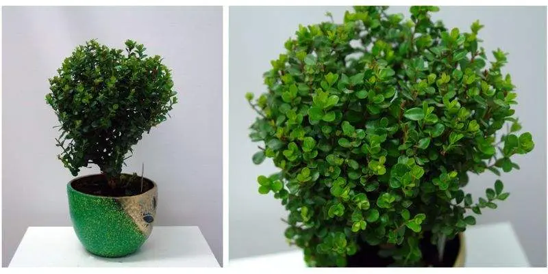 Мирсина Африканда Д12 Н30