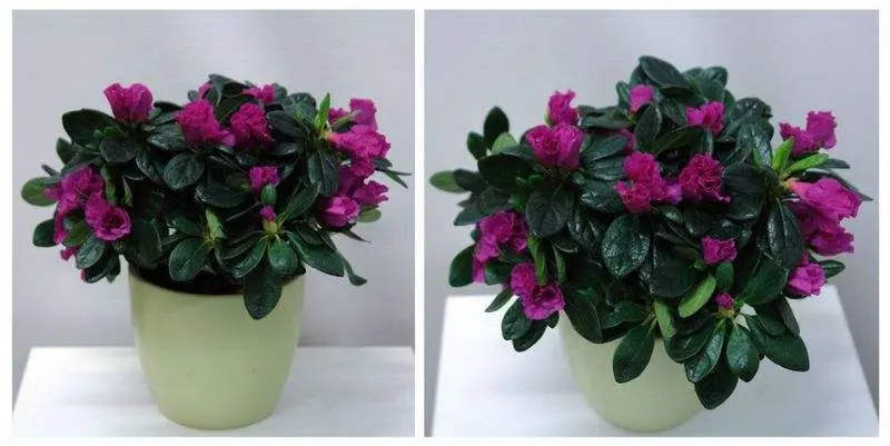 Азалия Гималаи Д12