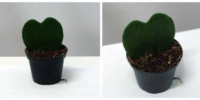 Хойя Керри Д8