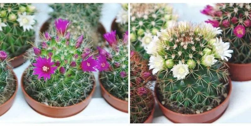 Маммиллярия Д5 