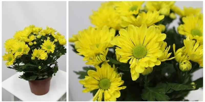 Хризантема Бриз желтая Д15